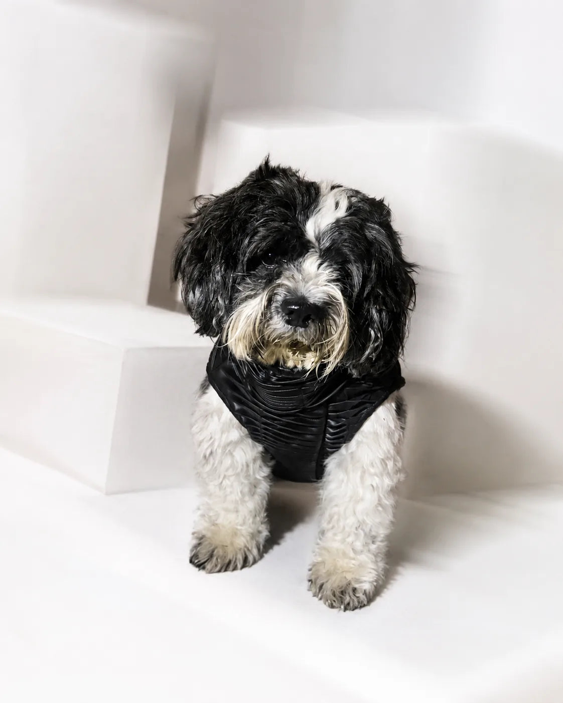 The Scarline Black Jacket