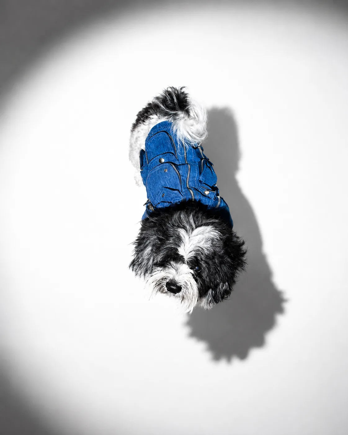 The Pockets of Love Utility Pet Jacket