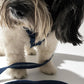 The Pockets of Love Harness, Collar and Leash Set