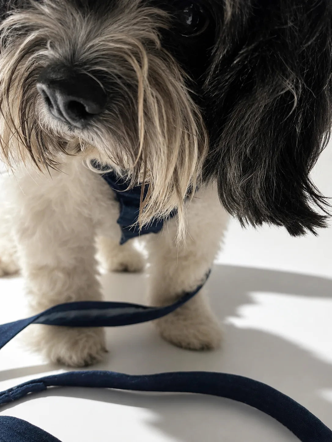 The Pockets of Love Harness, Collar and Leash Set