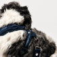 The Pockets of Love Harness, Collar and Leash Set