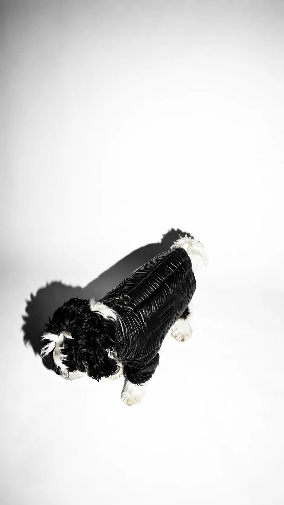 The Scarline Black Jacket