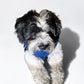 The Pockets of Love Utility Pet Jacket