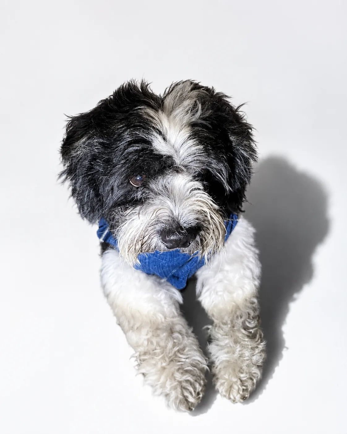 The Pockets of Love Utility Pet Jacket