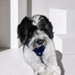 The Pockets of Love Harness, Collar and Leash Set