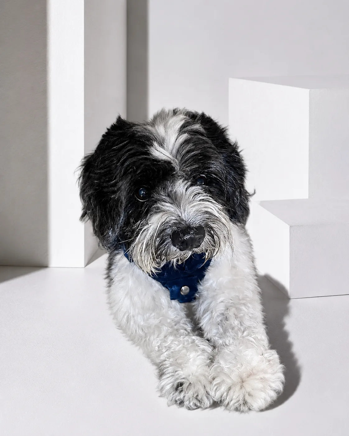The Pockets of Love Harness, Collar and Leash Set