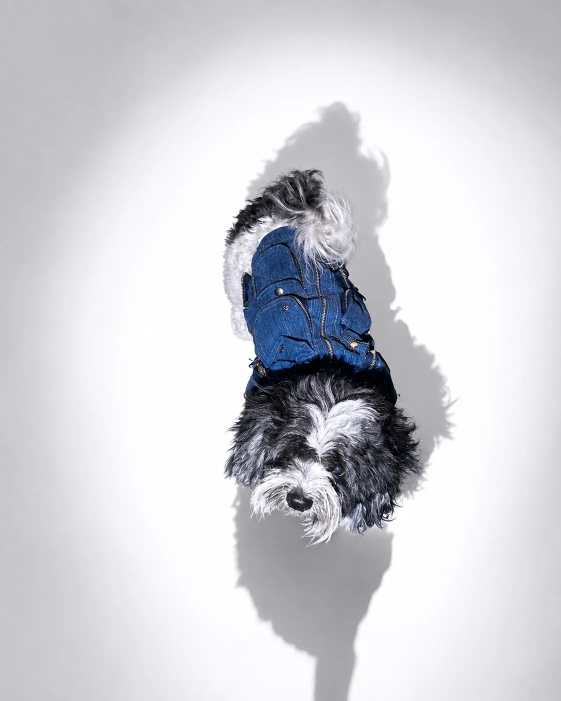 The Pockets of Love Utility Pet Jacket