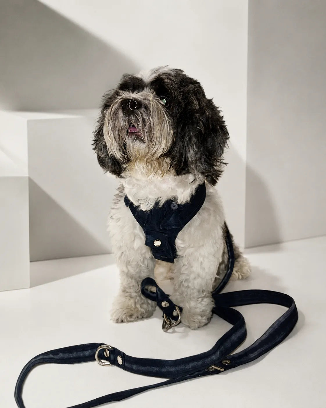 The Pockets of Love Harness, Collar and Leash Set