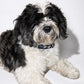 The Pockets of Love Harness, Collar and Leash Set