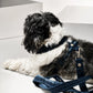 The Pockets of Love Harness, Collar and Leash Set