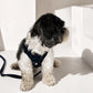 The Pockets of Love Harness, Collar and Leash Set