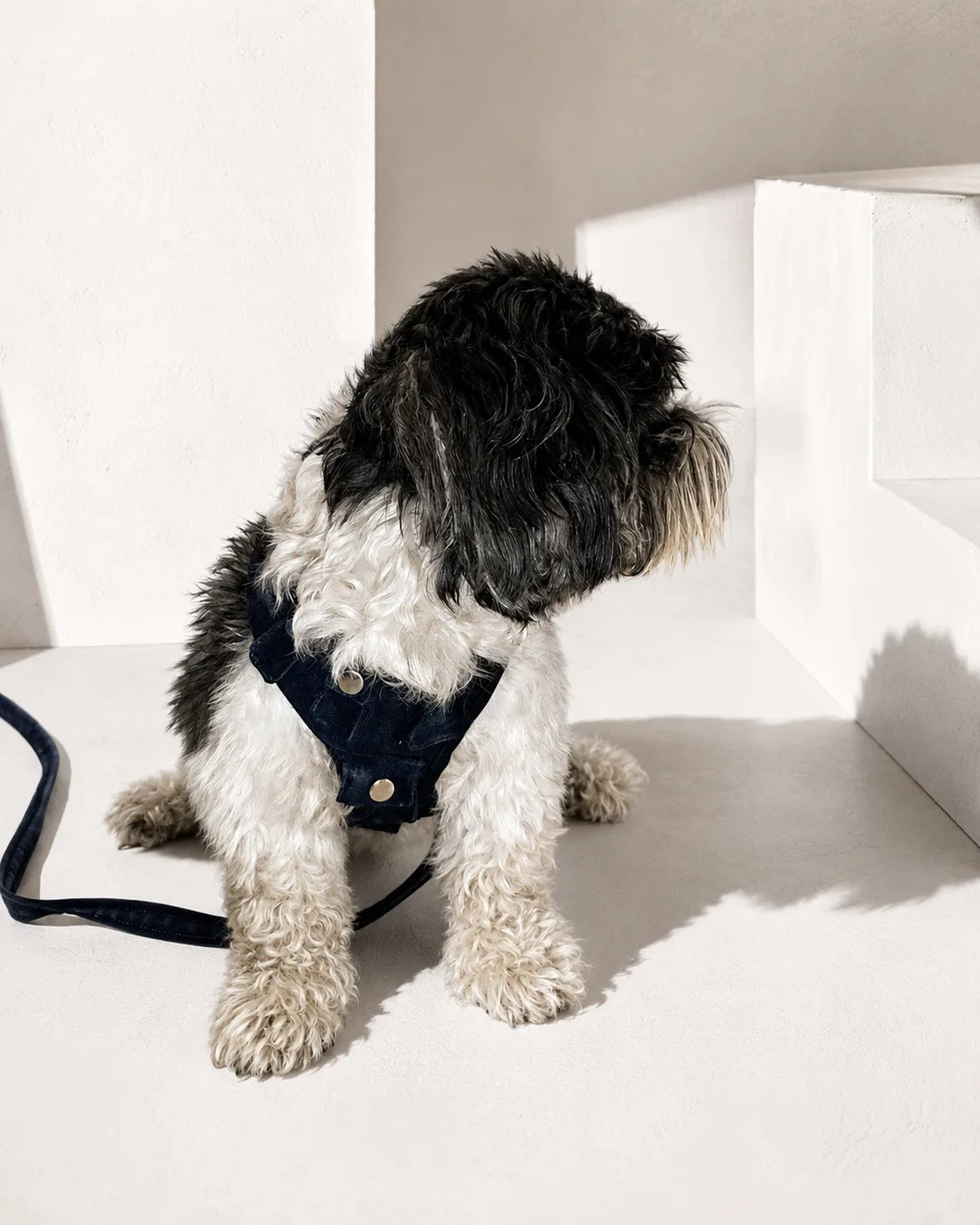 The Pockets of Love Harness, Collar and Leash Set