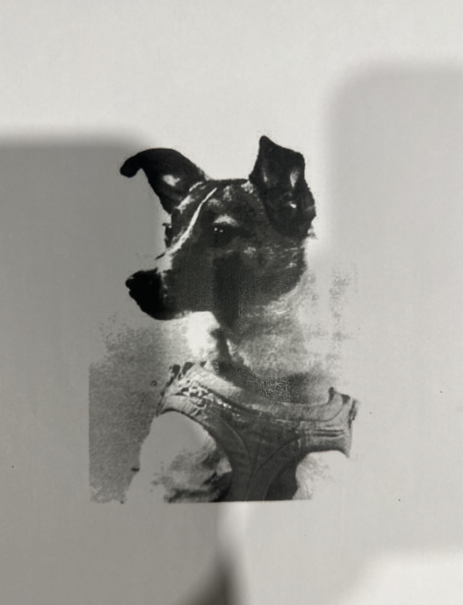 A black and white artistic photograph of a dog wearing a harness, presented on a light gray background with soft shadows.